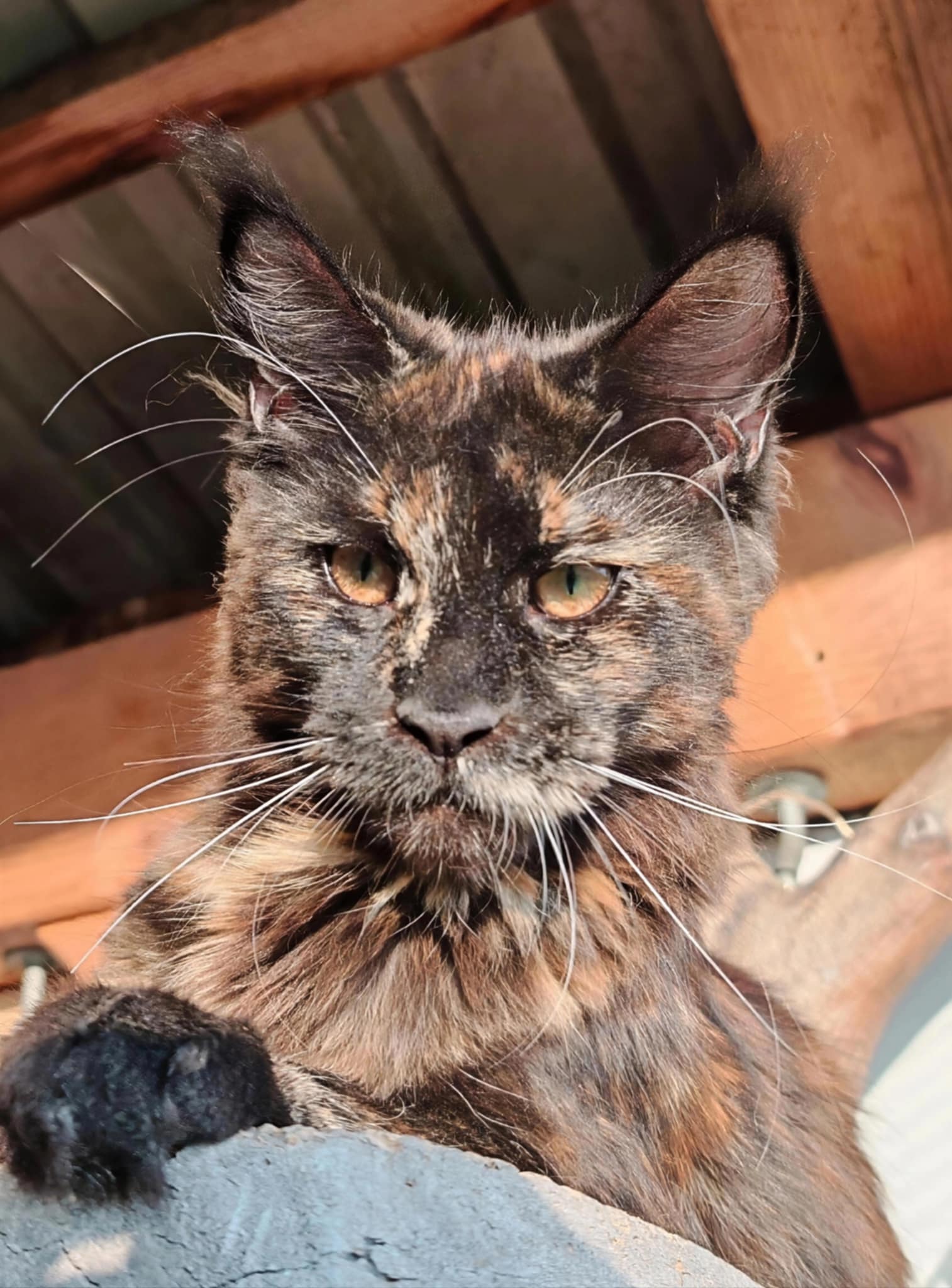 Dvije mace traže svoj zauvijek dom