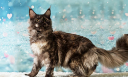 Mali pustolovi spremni za rezervaciju