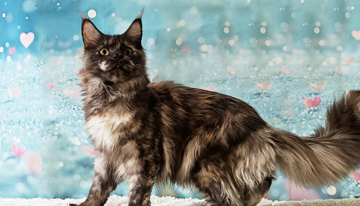 Mali pustolovi spremni za rezervaciju