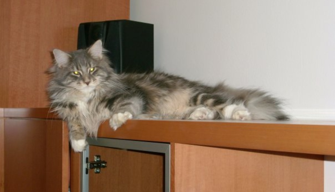 508861099_10230736234683124_1804404668593425465_n Kad ljubav traje 18 godina – Fletcher Maine Coon Stars