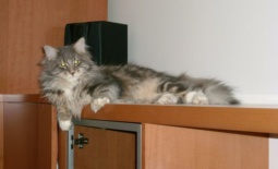 Kad ljubav traje 18 godina – Fletcher Maine Coon Stars