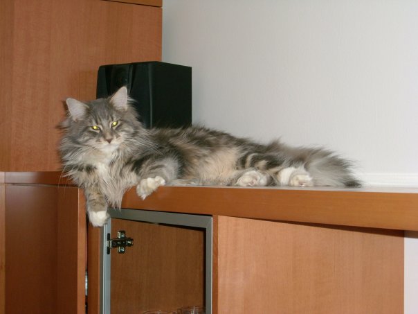 Kad ljubav traje 18 godina – Fletcher Maine Coon Stars